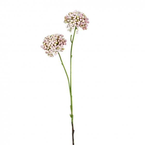 Allium 50cm mit 2Blüten Aktionspreis, pink