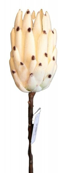Protea 51cm, cremeweiß