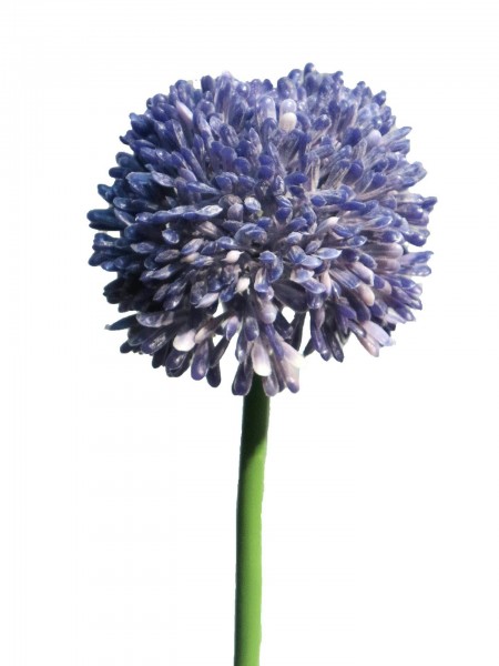 Allium D7L44cm, lavendel
