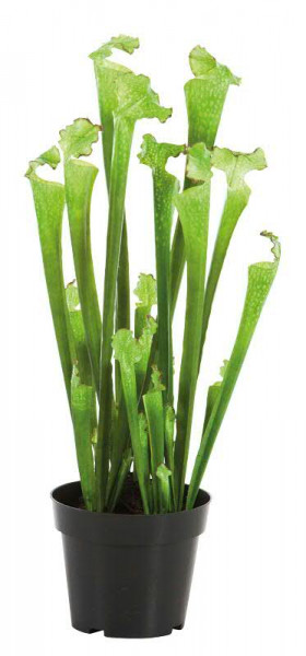 Sarracenia 65cm, grün