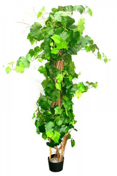 Weinpflanze im Topf 150cm mit Trauben, grün