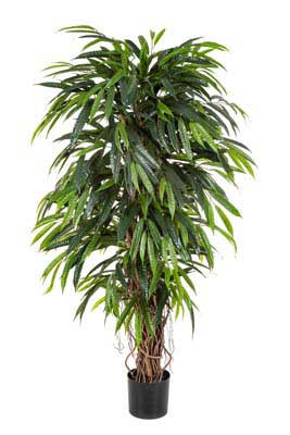Ficus Longifolia Liana 180cm im Topf 903 Blätter/ Topf D17H15cm, grün