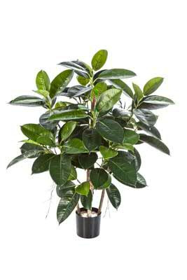 Ficus elastica 90cm im Topf 135Bl. Topf D13H12cm, grün