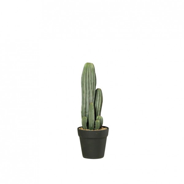 Kaktus 40cm im Topf x5, grün